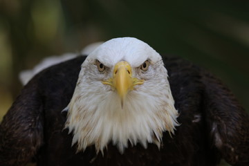 american bald eagle