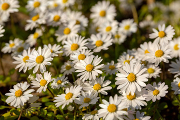 Close-up of common daisy (Bellis perennis) blooming in a meadow in spring, Izmir / Turkey
