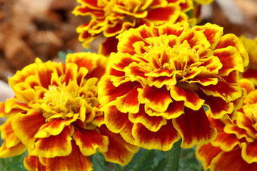 Beautiful french marigold flowers are blooming