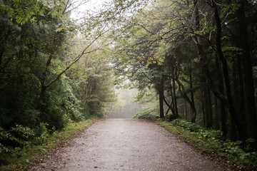 It is a forest road taken in Jeju Island in Korea.