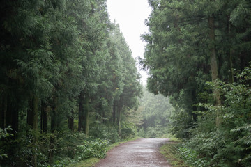 It is a forest road taken in Jeju Island in Korea.