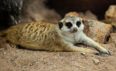 Close up meerkat in the open zoo. Meerkat in Thailand.