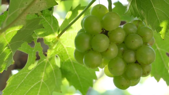 Green grapes on vine, rack focus