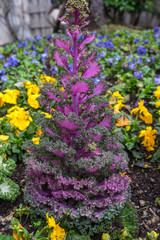 Obraz premium Italy, Varenna, Lake Como, a close up of a flower garden