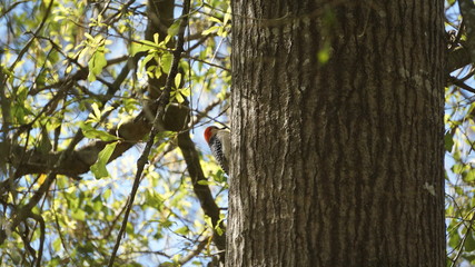 woodpecker on a tree