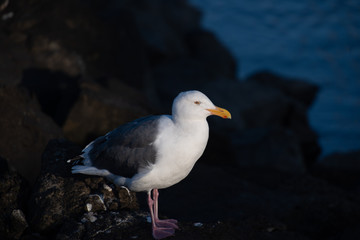 bird
