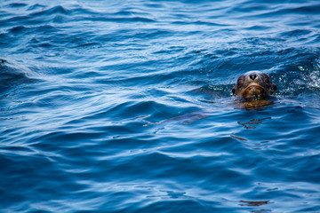 Fototapeta premium sea lion swimming in ocean