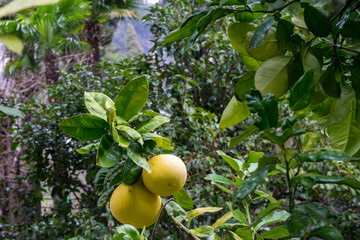 Italy, Varenna, Lake Como, a lemon orange fruit hanging from a tree