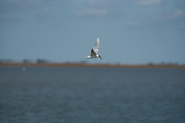 bird