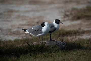 bird