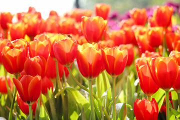 Close up patterns nature of colorful ornamental flowers red and yellow tulip field with water drops group  blooming for background , dragonflies on the flower