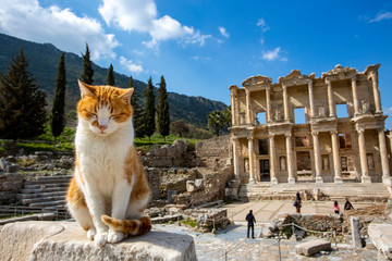 Ephesus historical ancient city and cat. Izmir / Turkey - Powered by Adobe