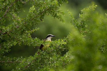 bird