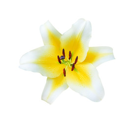 Head patterns of colorful nature yellow lily with white edge and dark red pollen flowers blooming isolated on white background and clipping path