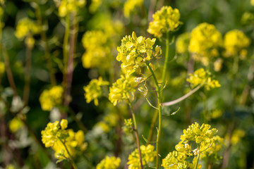 Fototapeta premium Mustard herbal flower in nature. Flora photo.