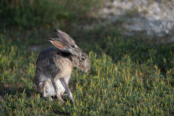 rabbit © Kiskadee Photography