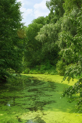 Fototapeta na wymiar Summer Green Landscape With Duckweed River