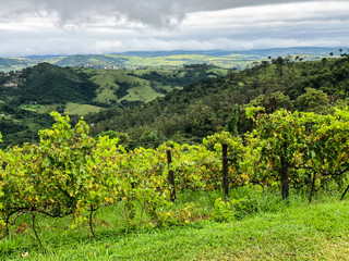 Fototapeta na wymiar Top view of the vineyards in the mountain during cloudy raining season. Grapevines in the green hills. Vineyards for making wine grown in the valleys on rainy days and fog blowing through.