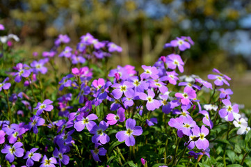 Naklejka premium 薄紫色の花をいっぱい咲かせたバージニアストック