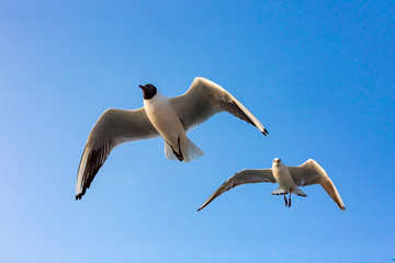 Fototapeta na wymiar Seagull flying in a sky as a background