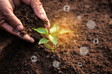 Old hands planting a green sprout in soil ground with icon about environment on image , Protecting and saving the pure nature in the world concept.
