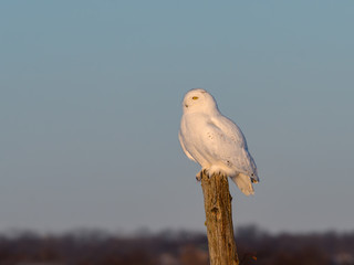 Male Snowy Owl Sitting on Fence Post on Blue Sky