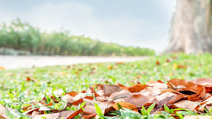 Selective focus of dry leaves on the ground in the park in winter