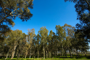 Photo nature rural landscape with eucalyptus forest, Izmir / Turkey