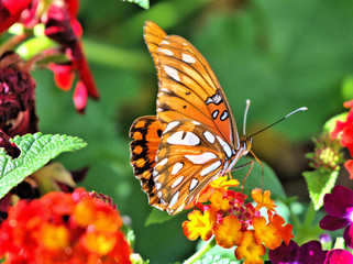 Butterfly on Flower