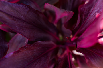 Fototapeta na wymiar Close Up Abstract of Purple Tropical Plant