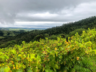  Top view of the vineyards in the mountain during cloudy raining season. Grapevines in the green hills. Vineyards for making wine grown in the valleys on rainy days and fog blowing through.