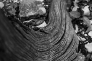 Close up Of Old Tree Trunk