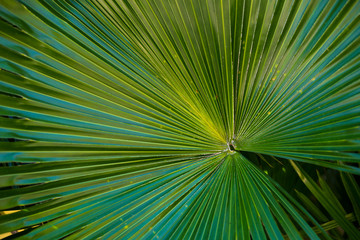 Close Up of Green Plants