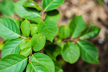 Close Up of Vibrant Green Leaves Textures
