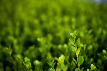 Close Up of Vibrant Green Leaves Textures