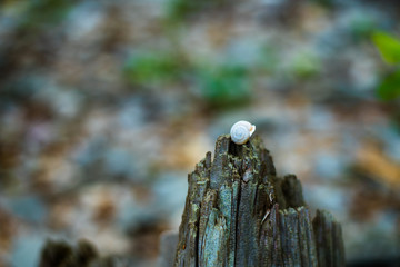 Shell on a Old Tree Trunk