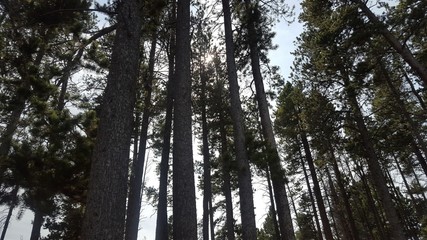 Obraz premium trees in forest