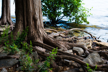 Base of a an Old Tree in a Forest