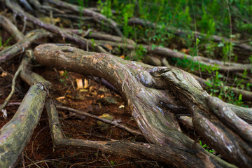Fototapeta premium Tree Roots along the Forest Floors