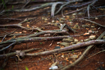Tree Roots along the Forest Floors