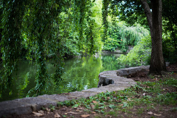 Tree Next to a Stone Wall along a Pond