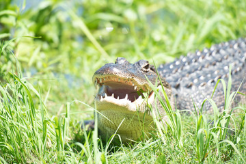 Obraz premium alligator