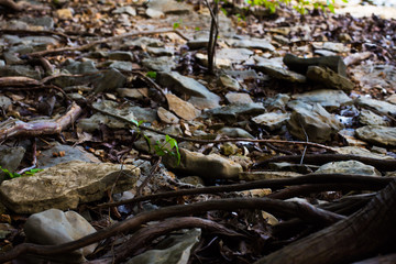 Tree Roots along the Forest Floors