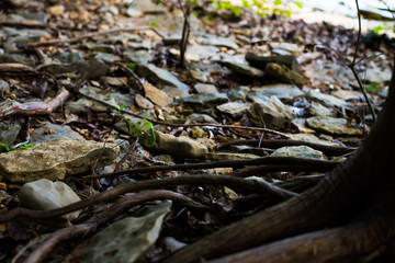 Tree Roots along the Forest Floors