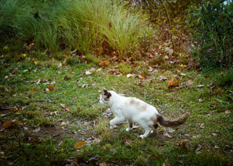 Naklejka na ściany i meble White Cat Walking in the Grass