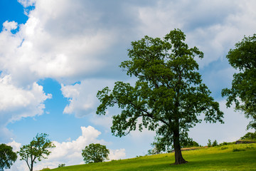 Blue Sky in the Afternoon at the Park with Trees