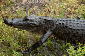 alligator