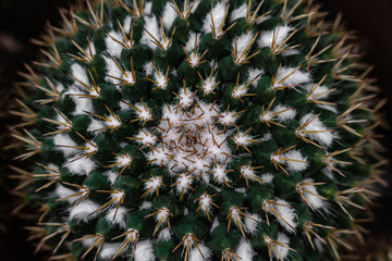 Obraz premium Mammillaria compressa