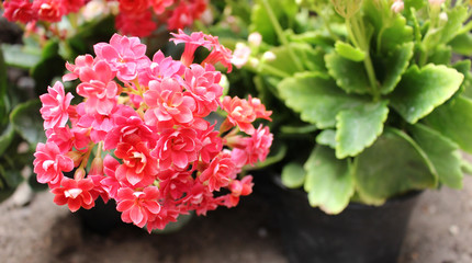 Tiny flowers of the kalanchoe plant