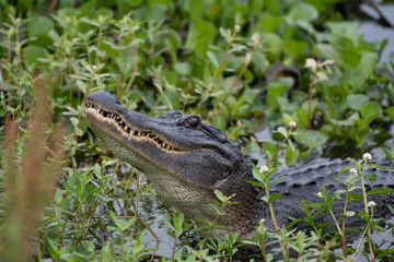 alligator